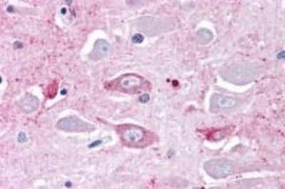 Immunohistochemistry MRGPRD Antibody - BSA Free